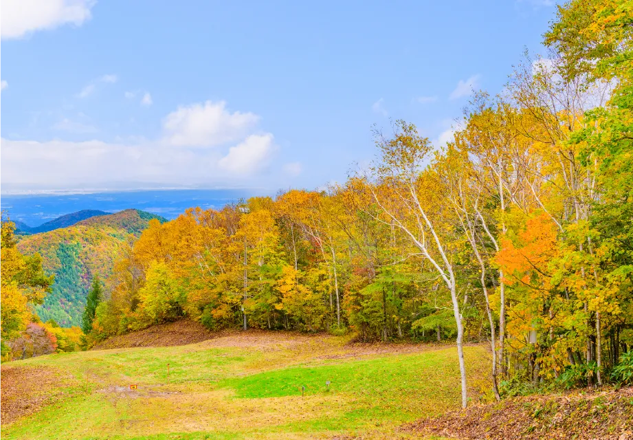 SENDAI光のページェント